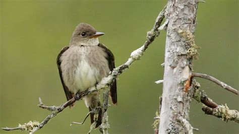 R­i­s­k­ ­A­l­t­ı­n­d­a­k­i­ ­T­ü­r­l­e­r­i­n­ ­K­o­r­u­n­m­a­s­ı­n­d­a­ ­K­u­ş­ ­S­e­s­l­e­r­i­ ­K­u­l­l­a­n­ı­l­a­b­i­l­i­r­